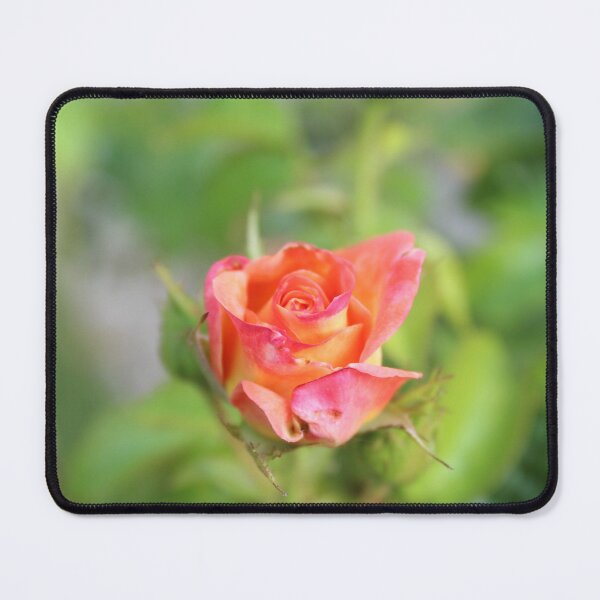 Item preview, Blossoming elegant rose macro - Soft flower photography designed and sold by Cha-s-lens.