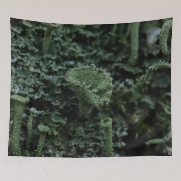 Item preview, Textured Pixie Cup Lichen Cladonia Macro designed and sold by vikko-art.