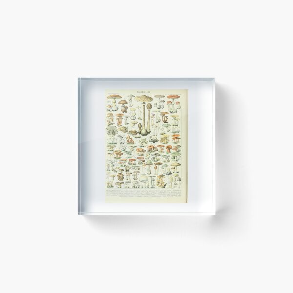 Item preview, Vintage French Mushroom Chart Champignons Adolphe Millot designed and sold by TeeARTHY.