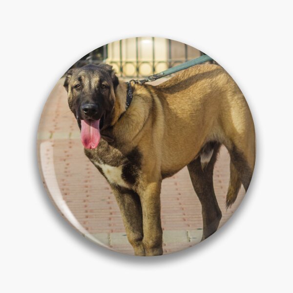 Item preview, Brown Dog On Leash Standing On Paved Path With Tongue Out During Sunny Walk designed and sold by Nmallia.