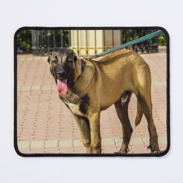 Item preview, Brown Dog On Leash Standing On Paved Path With Tongue Out During Sunny Walk designed and sold by Nmallia.