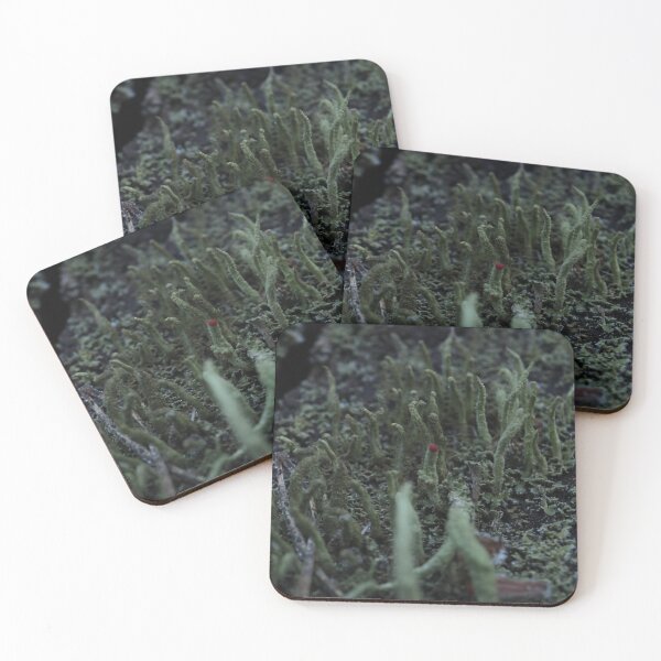 Item preview, British Soldier Lichen with Red Tip Forest Macro designed and sold by vikko-art.