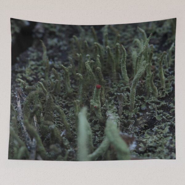 Item preview, British Soldier Lichen with Red Tip Forest Macro designed and sold by vikko-art.