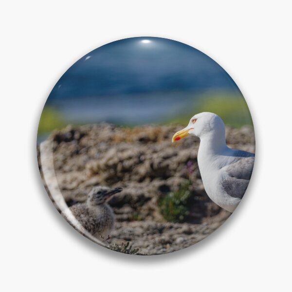 Item preview, Yellow-Legged Gulls in Spain (3) designed and sold by TomRomanPhotos.