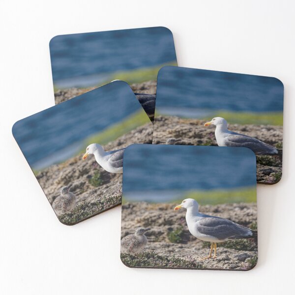 Item preview, Yellow-Legged Gulls in Spain (3) designed and sold by TomRomanPhotos.