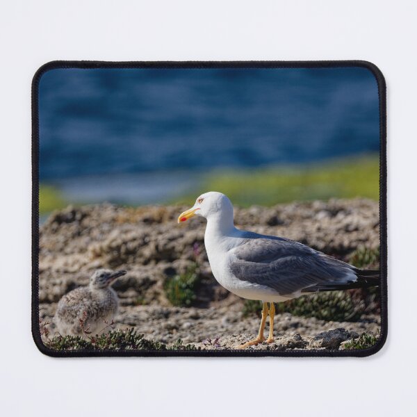 Item preview, Yellow-Legged Gulls in Spain (3) designed and sold by TomRomanPhotos.