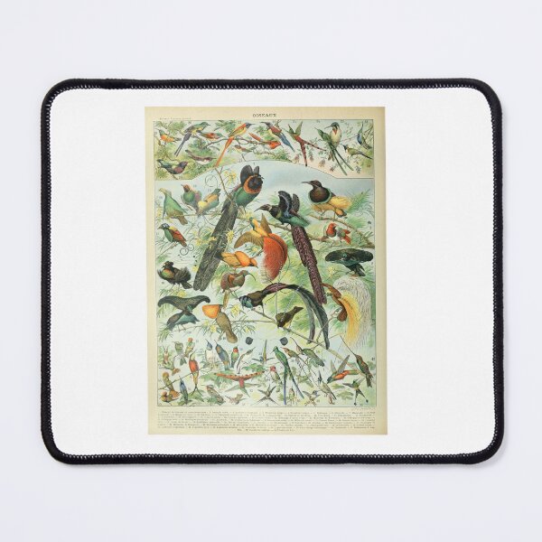 Item preview, Vintage Birds Of Paradise Tropical Birds Poster Adolphe Millot designed and sold by TeeARTHY.