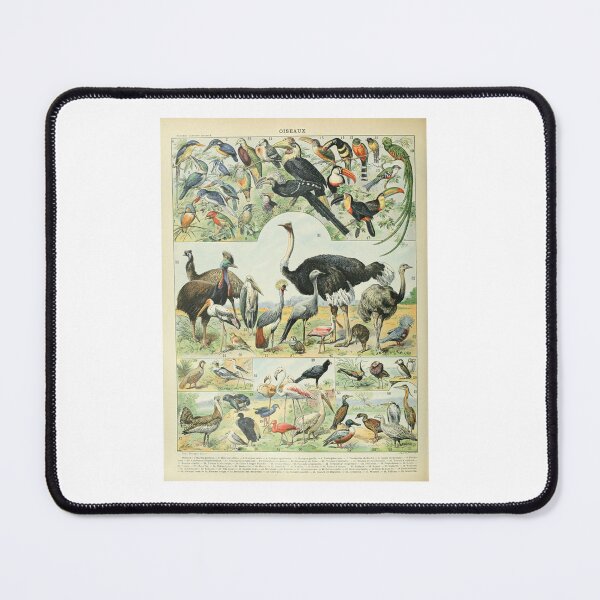Item preview, Póster educativo antiguo sobre avestruz de Adolphe Millot designed and sold by TeeARTHY.
