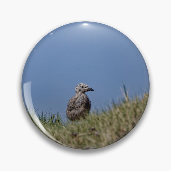 Item preview, Yellow-Legged Gulls in Spain (4) designed and sold by TomRomanPhotos.