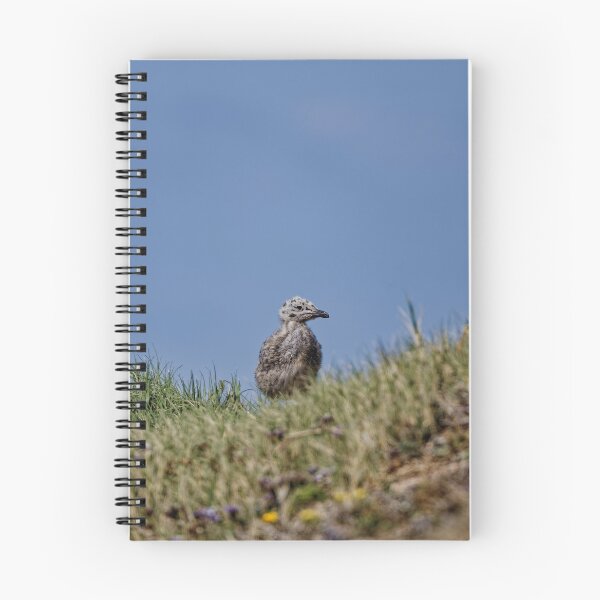Item preview, Yellow-Legged Gulls in Spain (4) designed and sold by TomRomanPhotos.