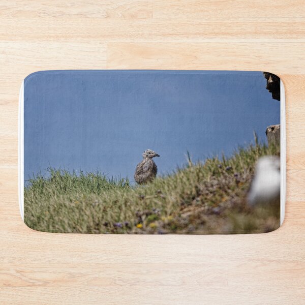 Item preview, Yellow-Legged Gulls in Spain (4) designed and sold by TomRomanPhotos.