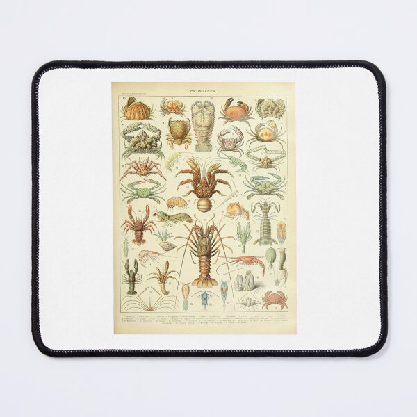 Item preview, Vintage Crustaceans Lobster Crab Marine Life Poster Adolphe Millot designed and sold by TeeARTHY.