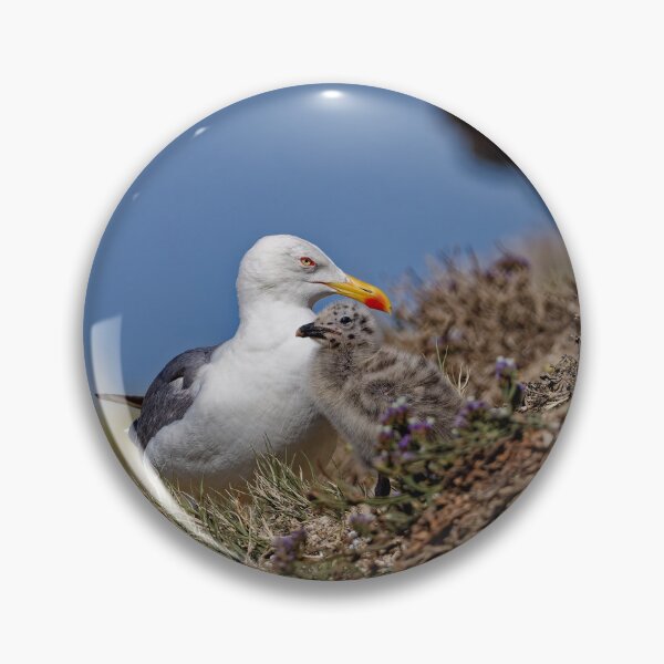 Item preview, Yellow-Legged Gulls in Spain (5) designed and sold by TomRomanPhotos.