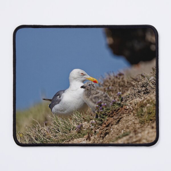 Item preview, Yellow-Legged Gulls in Spain (5) designed and sold by TomRomanPhotos.