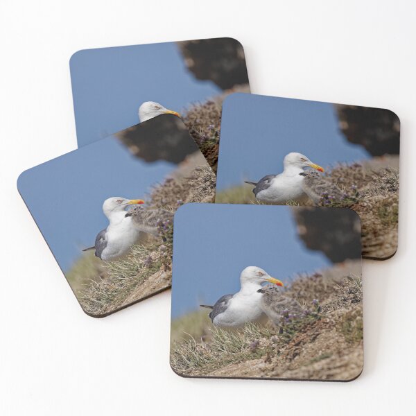 Item preview, Yellow-Legged Gulls in Spain (5) designed and sold by TomRomanPhotos.