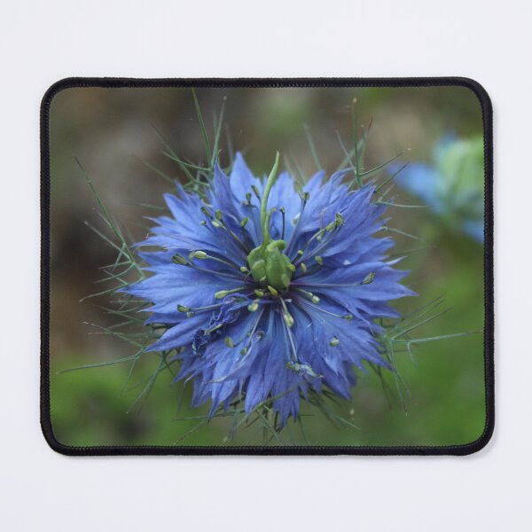 Item preview, Blue nigella flower macro - Dreamy nature photography designed and sold by Cha-s-lens.