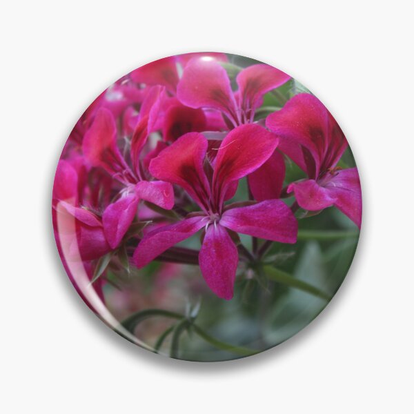 Item preview, Vibrant pink geranium flower - Soft nature photography designed and sold by Cha-s-lens.
