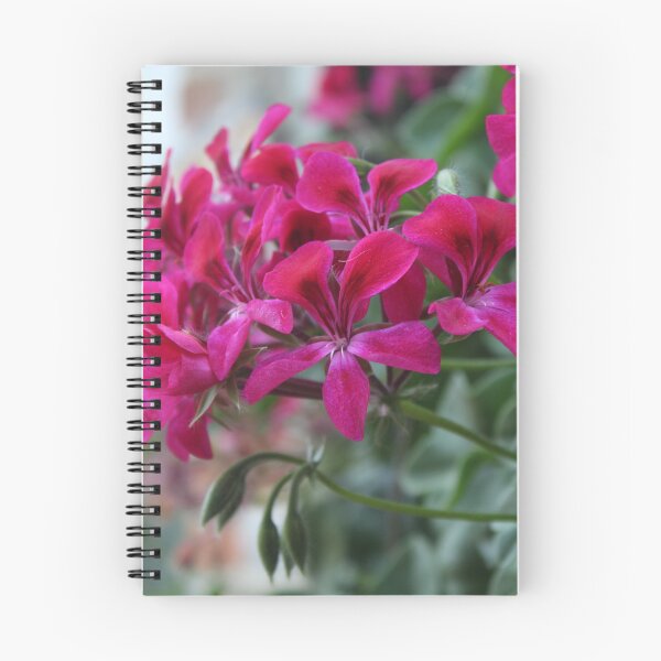 Item preview, Vibrant pink geranium flower - Soft nature photography designed and sold by Cha-s-lens.