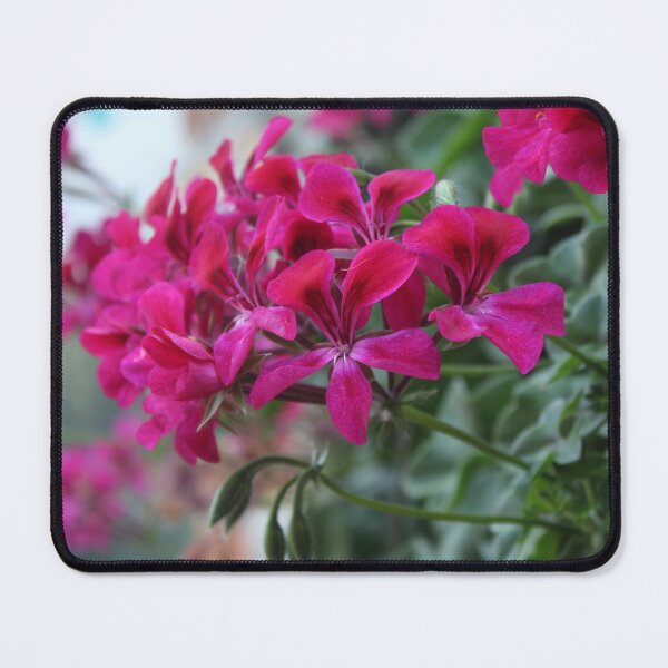 Item preview, Vibrant pink geranium flower - Soft nature photography designed and sold by Cha-s-lens.