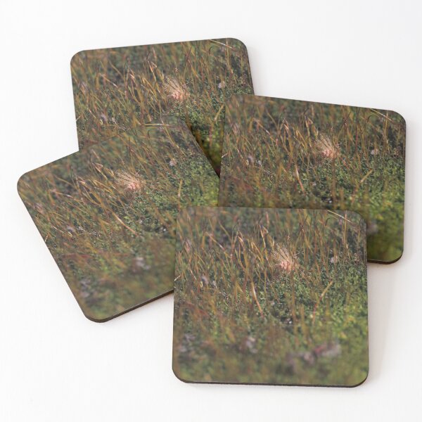 Item preview, Warm Autumn Moss Stalks with Fluffy Seed Macro designed and sold by vikko-art.