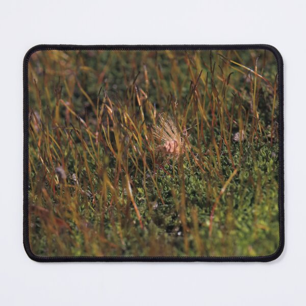Item preview, Warm Autumn Moss Stalks with Fluffy Seed Macro designed and sold by vikko-art.