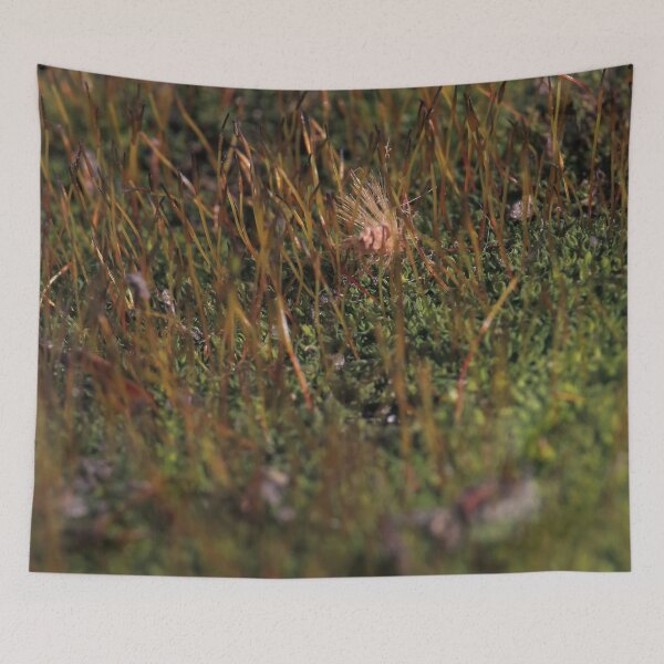 Item preview, Warm Autumn Moss Stalks with Fluffy Seed Macro designed and sold by vikko-art.