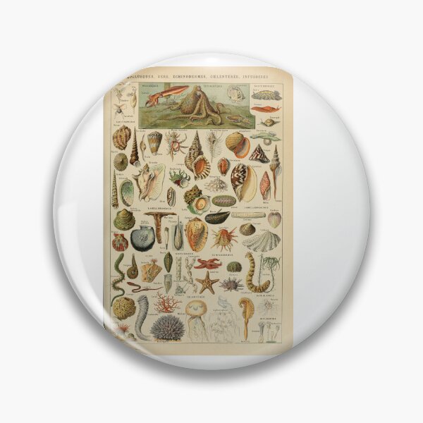 Item preview, Vintage Seashells Marine Invertebrates Poster Adolphe Millot designed and sold by TeeARTHY.