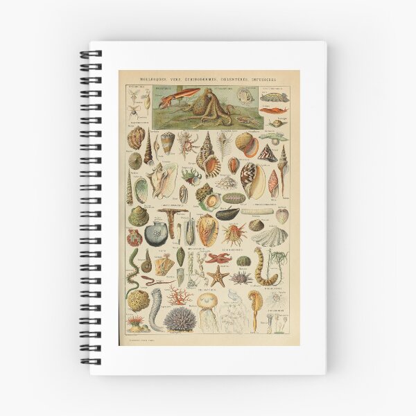 Item preview, Vintage Seashells Marine Invertebrates Poster Adolphe Millot designed and sold by TeeARTHY.