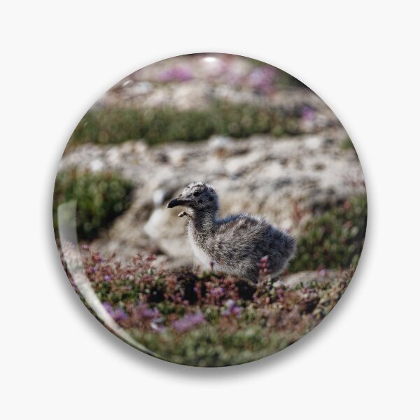 Item preview, Yellow-Legged Gulls in Spain (6) designed and sold by TomRomanPhotos.