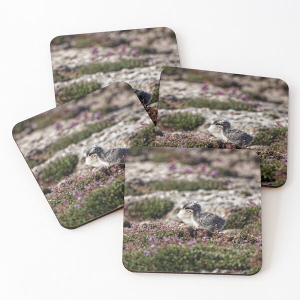 Item preview, Yellow-Legged Gulls in Spain (6) designed and sold by TomRomanPhotos.