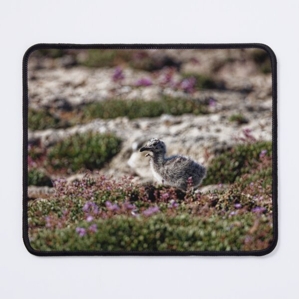Item preview, Yellow-Legged Gulls in Spain (6) designed and sold by TomRomanPhotos.
