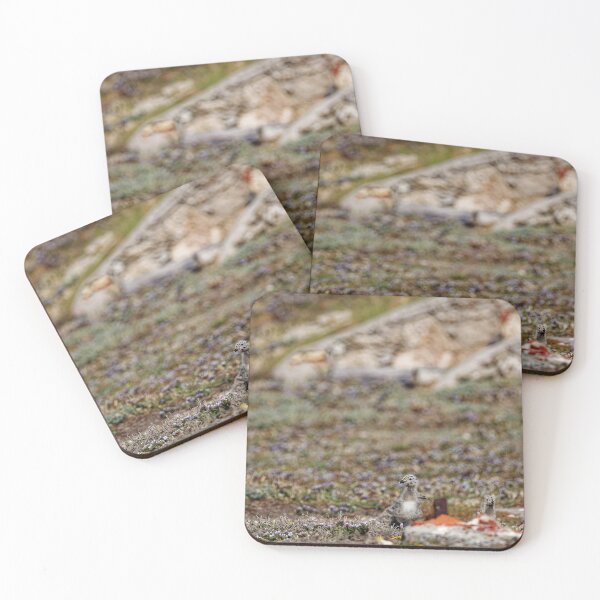 Item preview, Yellow-Legged Gulls in Spain (1) designed and sold by TomRomanPhotos.