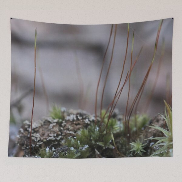 Item preview, Frosted Forest Moss and Sporophyte Stalks Macro designed and sold by vikko-art.
