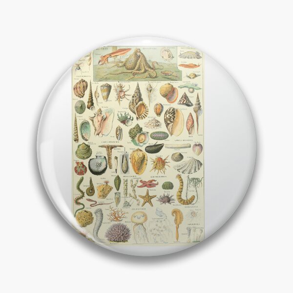 Item preview, Vintage Seashells Marine Invertebrates Chart Adolphe Millot designed and sold by TeeARTHY.