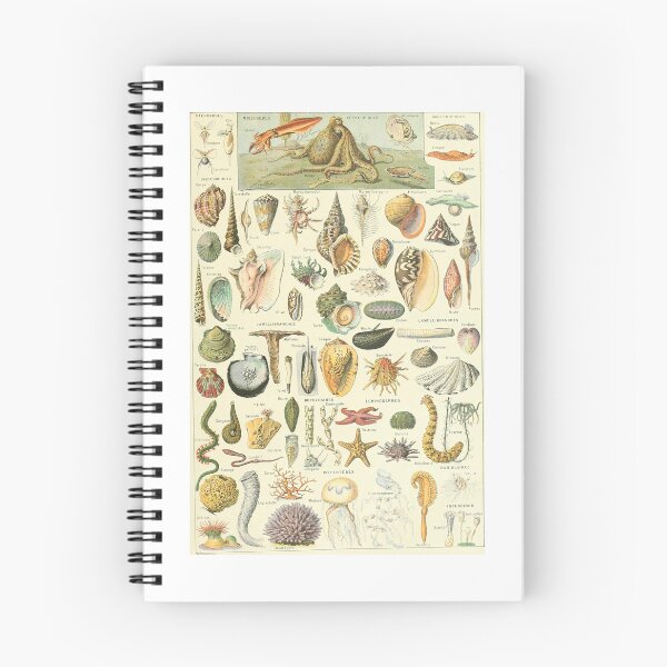 Item preview, Vintage Seashells Marine Invertebrates Chart Adolphe Millot designed and sold by TeeARTHY.