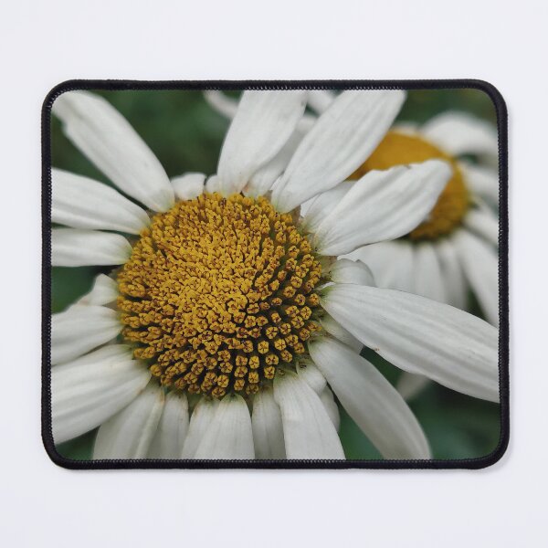 Item preview, Daisies  designed and sold by SCTBUFFALOPHOTO.