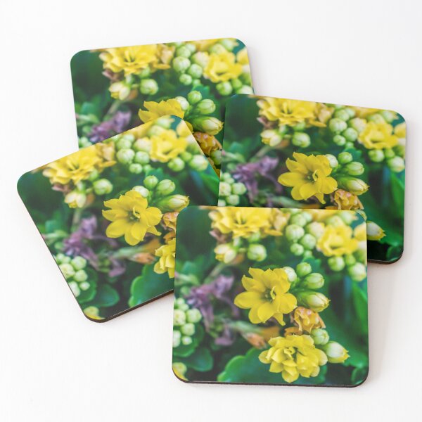 Item preview, Bright Yellow Kalanchoe Flowers Close-Up With Glossy Green Leaves Potted Indoor Blooming Succulent designed and sold by Nmallia.