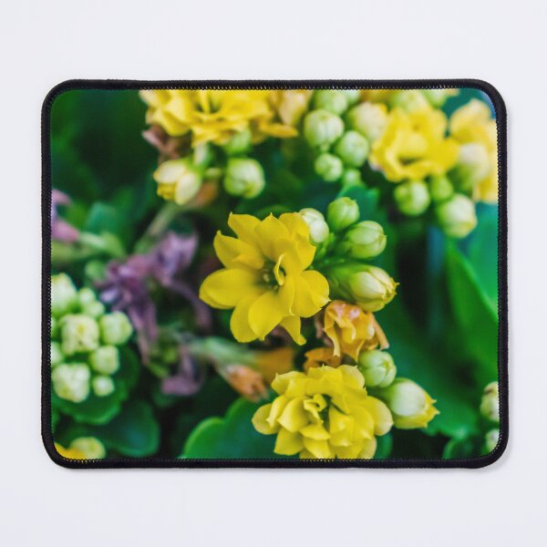Item preview, Bright Yellow Kalanchoe Flowers Close-Up With Glossy Green Leaves Potted Indoor Blooming Succulent designed and sold by Nmallia.