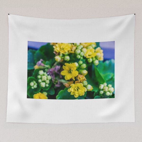Item preview, Bright Yellow Kalanchoe Flowers Close-Up With Glossy Green Leaves Potted Indoor Blooming Succulent designed and sold by Nmallia.