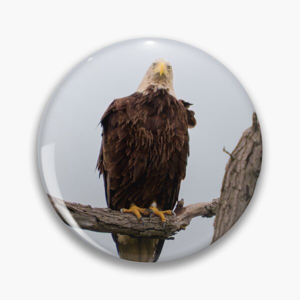 Item preview, Bald Eagle Staring at the Camera designed and sold by South 500 Photography.