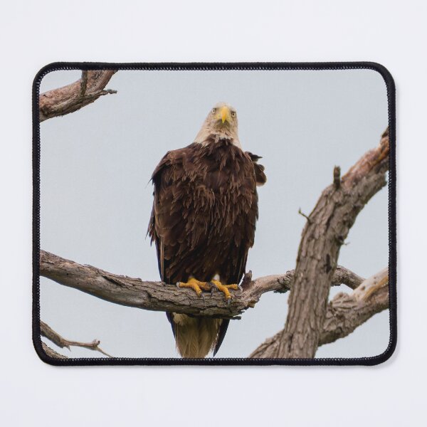 Item preview, Bald Eagle Staring at the Camera designed and sold by South 500 Photography.