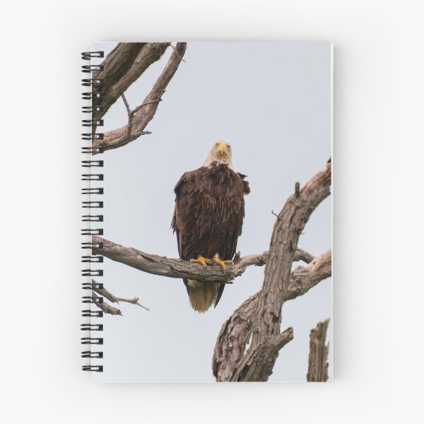 Item preview, Bald Eagle Staring at the Camera designed and sold by South 500 Photography.