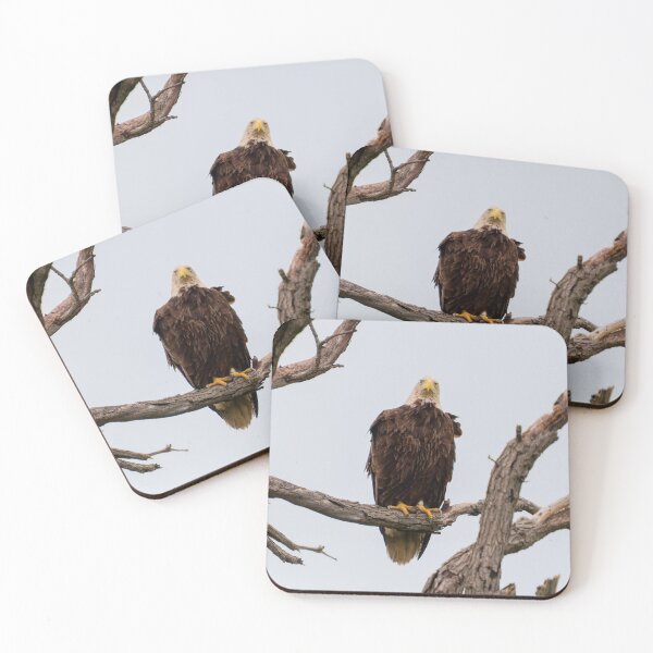 Item preview, Bald Eagle Staring at the Camera designed and sold by South 500 Photography.