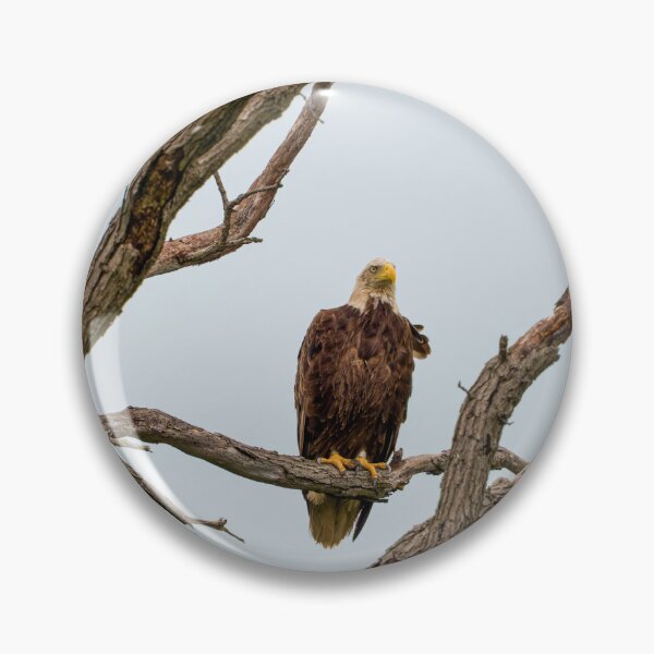 Item preview, Wet Bald Eagle is perched on dead oak tree branch.  designed and sold by South 500 Photography.