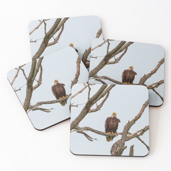Item preview, Wet Bald Eagle is perched on dead oak tree branch.  designed and sold by South 500 Photography.