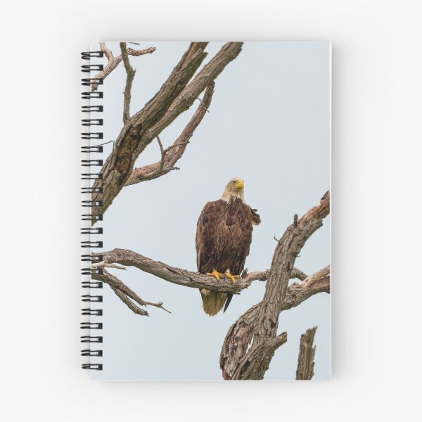 Item preview, Wet Bald Eagle is perched on dead oak tree branch.  designed and sold by South 500 Photography.
