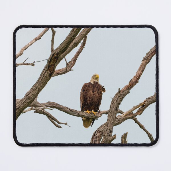 Item preview, Wet Bald Eagle is perched on dead oak tree branch. designed and sold by South 500 Photography.