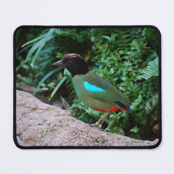 Item preview, Hooded Pitta designed and sold by JustCritters.