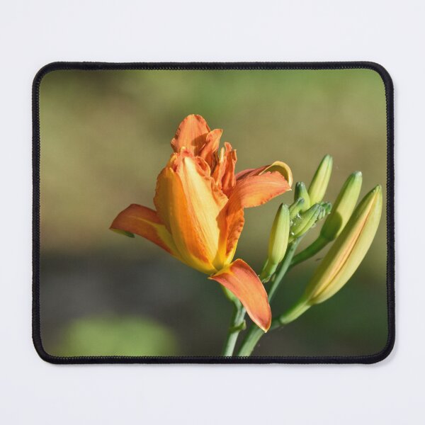 Item preview, Orange Daylily Bud Landscape Botanical Wall Art designed and sold by TathataPhotos.