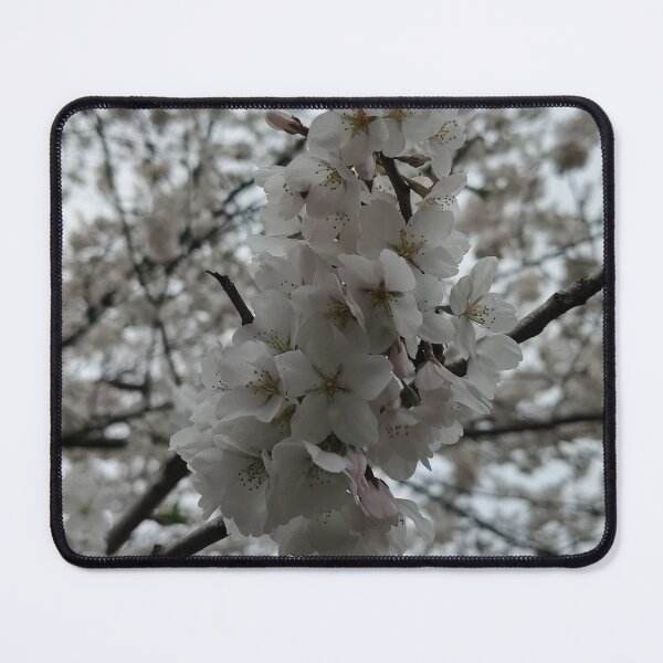 Item preview, White Cherry Blossoms designed and sold by SCTBUFFALOPHOTO.